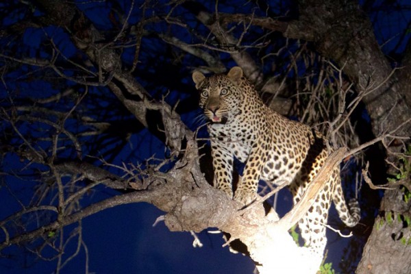 leopard-in-tree