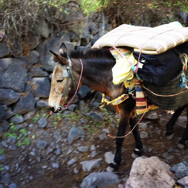 mula-kasbah-du-toubkal